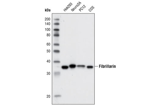 Western Blotting Image 1: Fibrillarin (C13C3) Rabbit mAb