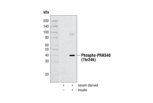 Western Blotting Image 1: Phospho-PRAS40 (Thr246) Antibody