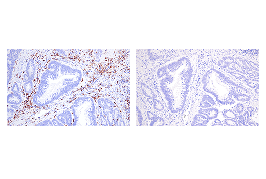 Immunohistochemistry Image 6: Iba1/AIF-1 (E5N4J) Mouse mAb (BSA and Azide Free)