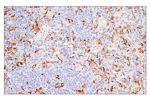 Immunohistochemistry Image 8: Iba1/AIF-1 (E5N4J) Mouse mAb (BSA and Azide Free)
