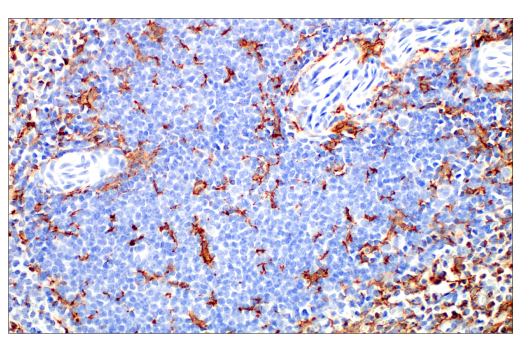 Immunohistochemistry Image 3: Iba1/AIF-1 (E5N4J) Mouse mAb (BSA and Azide Free)
