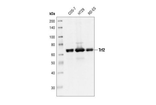 Western Blotting Image 1: Trf2 Antibody
