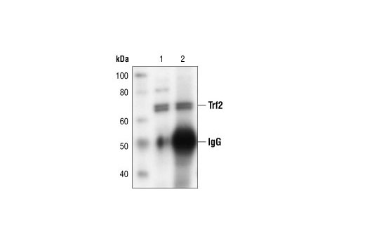 Immunoprecipitation Image 1: Trf2 Antibody