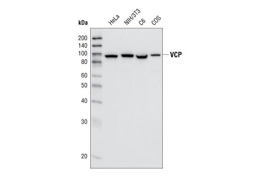  Image 3: Coronavirus Host Cell Attachment and Entry Antibody Sampler Kit