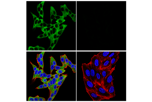Immunofluorescence Image 3: SHP-1 (E1U6R) Rabbit mAb