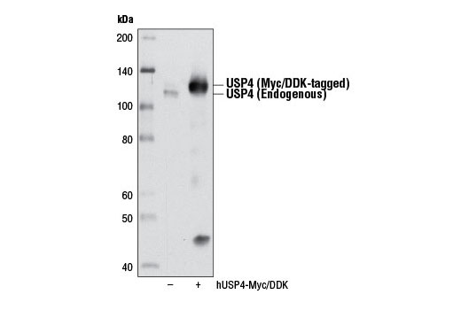 Western Blotting Image 2: USP4 Antibody