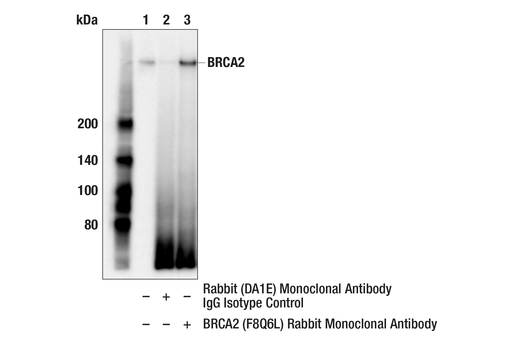 Immunoprecipitation Image 1: BRCA2 (F8Q6L) Rabbit Monoclonal Antibody