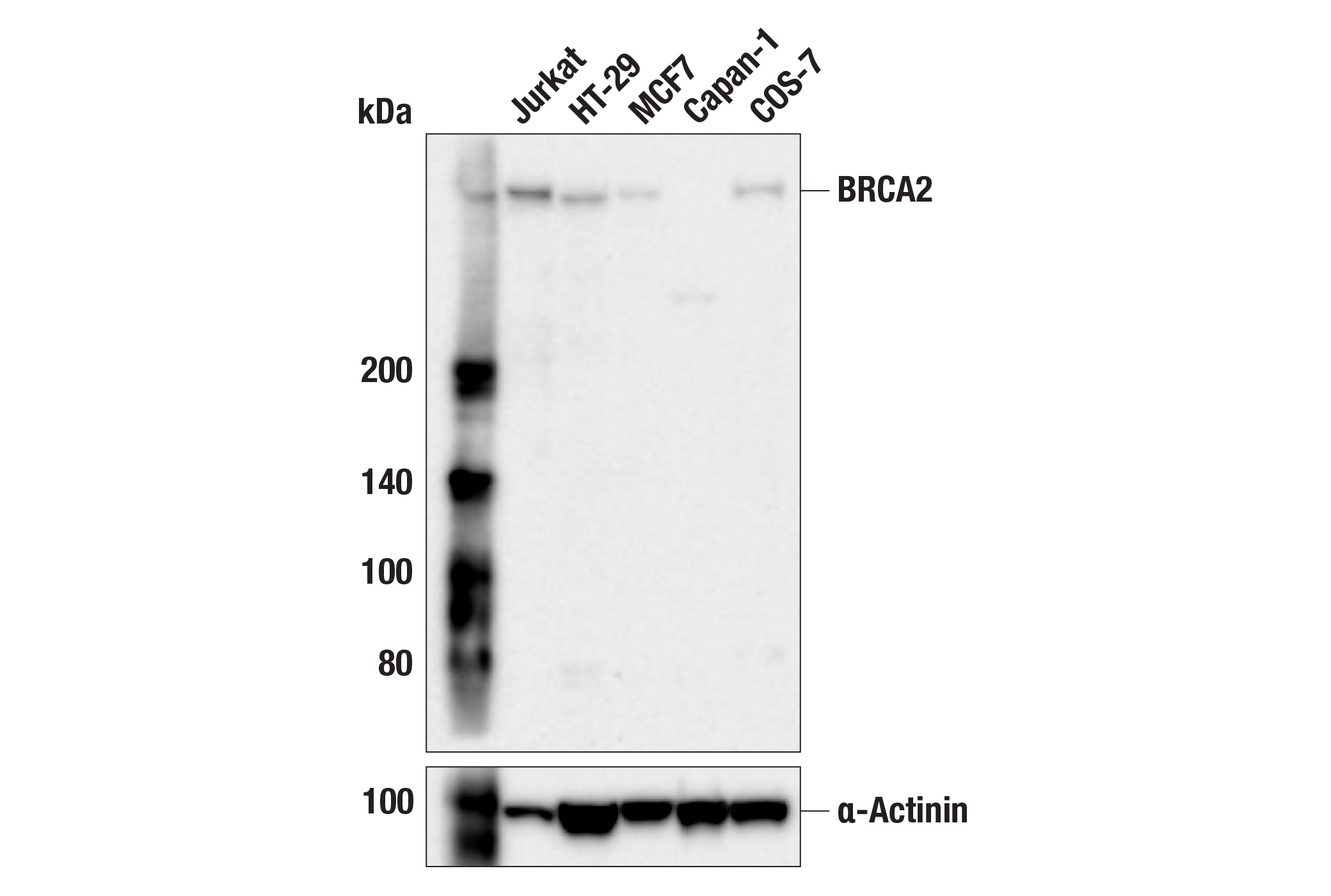 Western Blotting Image 2: BRCA2 (F8Q6L) Rabbit Monoclonal Antibody