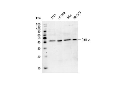 Western Blotting Image 1: CK2α Antibody