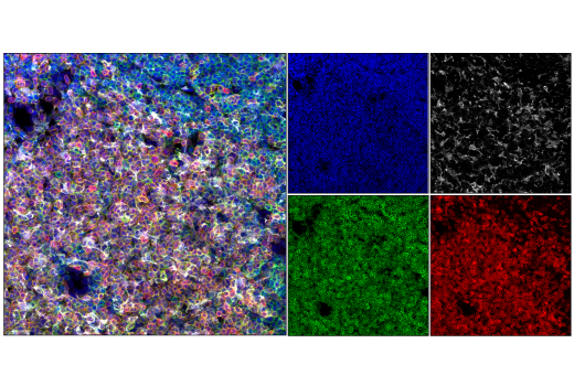 Immunofluorescence Image 2: CD3 (17A2) Rat mAb (redFluor™ 710 Conjugate)