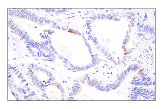 Immunohistochemistry Image 4: 4-1BBL/CD137L/TNFSF9 (E8W3P) Rabbit mAb (BSA and Azide Free)