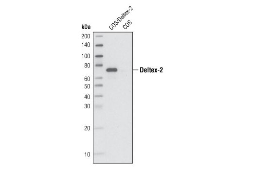 Western Blotting Image 1: Deltex-2 Antibody