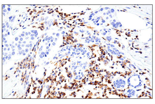 Immunohistochemistry Image 4: CD11α (E5S9K) Rabbit mAb (BSA and Azide Free)