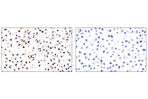 Immunohistochemistry Image 5: CD11α (E5S9K) Rabbit mAb (BSA and Azide Free)