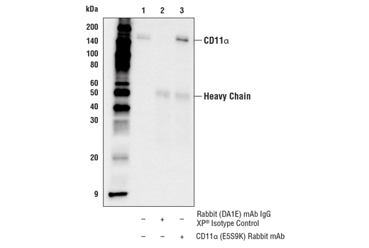 Immunoprecipitation Image 1: CD11α (E5S9K) Rabbit mAb