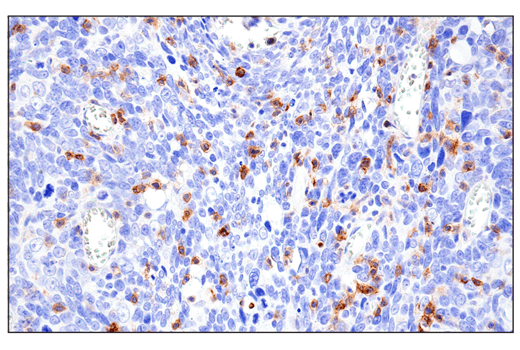 Immunohistochemistry Image 7: CD11α (E5S9K) Rabbit mAb