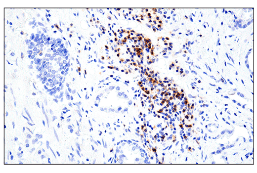 Immunohistochemistry Image 2: CD11α (E5S9K) Rabbit mAb (BSA and Azide Free)