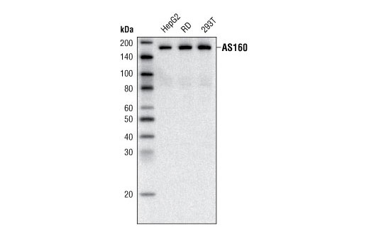  Image 3: AS160 Signaling Antibody Sampler Kit