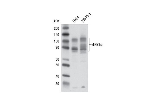 Western Blotting Image 1: 4F2hc/CD98 Antibody
