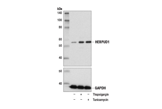 Western Blotting Image 2: HERPUD1 Antibody