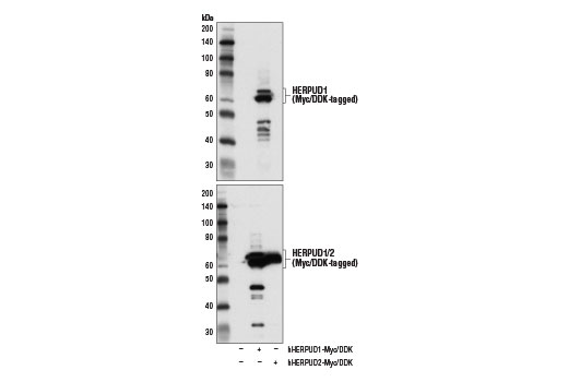 Western Blotting Image 3: HERPUD1 Antibody