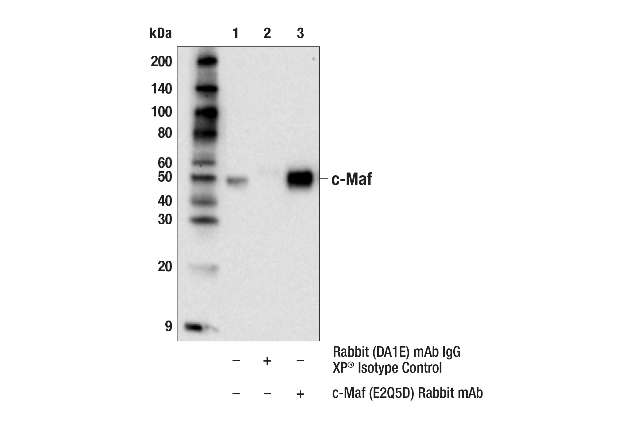 Immunoprecipitation Image 1: c-Maf (E2Q5D) Rabbit mAb