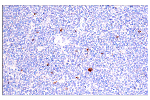 Immunohistochemistry Image 9: CTLA-4 (E2V1Z) Rabbit mAb (BSA and Azide Free)