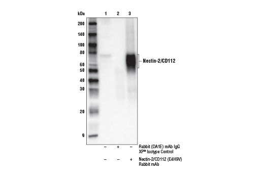 Immunoprecipitation Image 1: Nectin-2/CD112 (E4H9V) Rabbit mAb