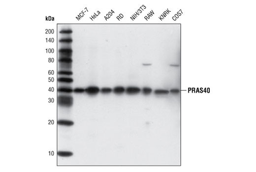  Image 1: PhosphoPlus® PRAS40 (Thr246) Antibody Duet