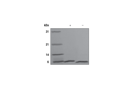  Image 1: Human NRG1-β1 Recombinant Protein