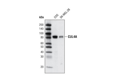 Western Blotting Image 1: CUL4A Antibody