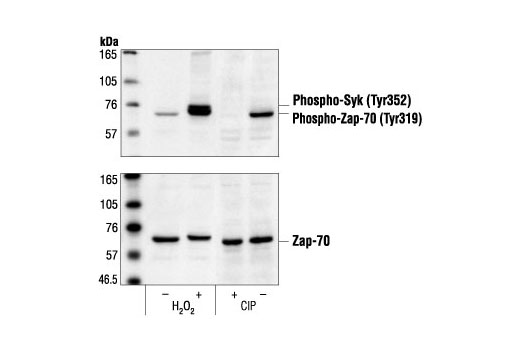  Image 2: Phospho-Syk Antibody Sampler Kit