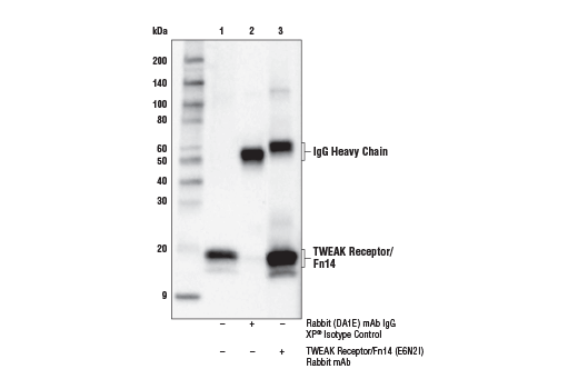 Immunoprecipitation Image 1: TWEAK Receptor/Fn14 (E6N2I) Rabbit mAb