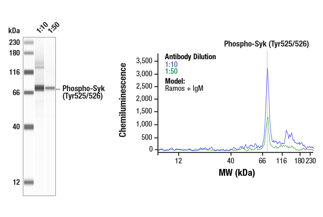  Image 3: PhosphoPlus® Syk (Tyr525/526) Antibody Duet