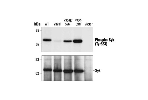 Western Blotting Image 1: Phospho-Syk (Tyr323) Antibody