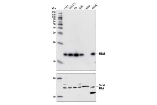 Western Blotting Image 1: Histone H2A.Z Antibody
