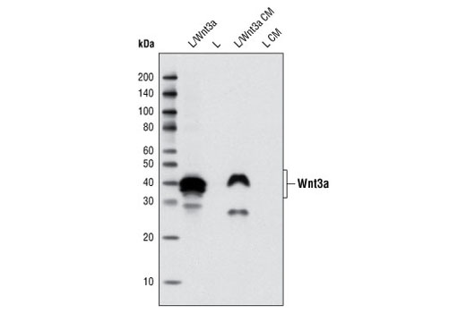 Western Blotting Image 1: Wnt3a (C64F2) Rabbit mAb