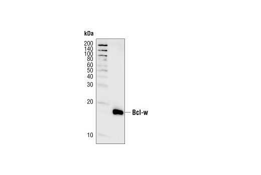  Image 12: Pro-Survival Bcl-2 Family Antibody Sampler Kit II