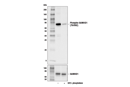 Western Blotting Image 1: Phospho-SAMHD1 (Thr592) (D7O2M) Rabbit mAb (BSA and Azide Free)