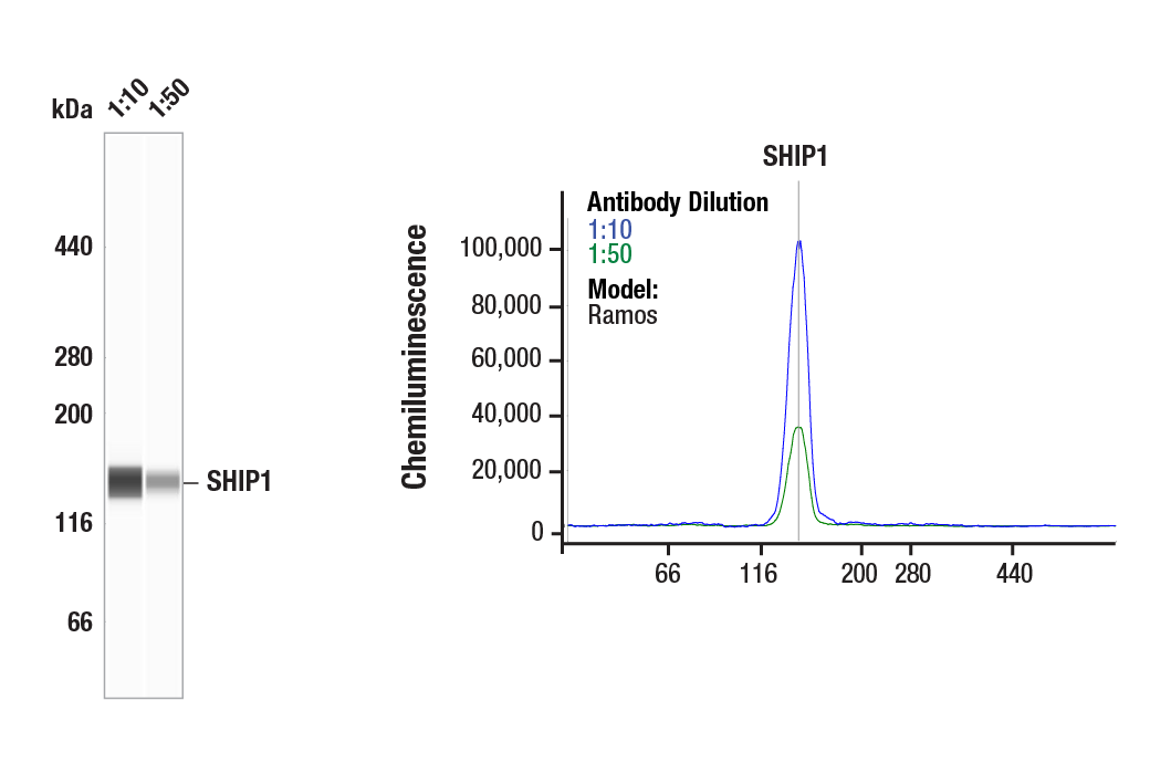 Western Blotting Image 2: SHIP1 (D1163) Antibody