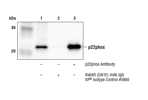Immunoprecipitation Image 1: p22phox Antibody