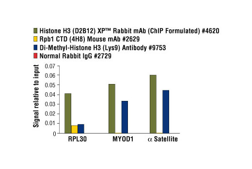 Chromatin Immunoprecipitation Image 2: Normal Rabbit IgG