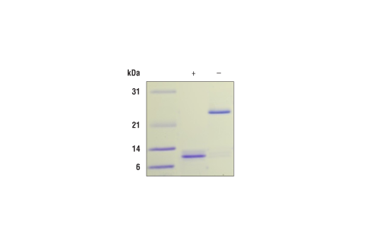  Image 2: Human/Mouse/Rat Activin A Recombinant Protein