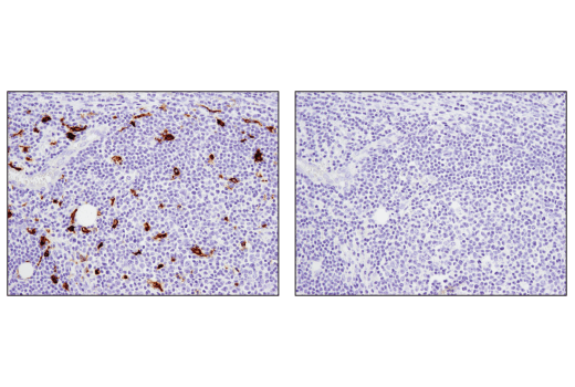 Immunohistochemistry Image 2: TIM-4 (D3W4F) XP® Rabbit mAb (BSA and Azide Free)