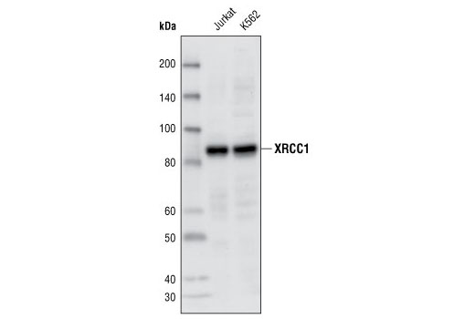Western Blotting Image 1: XRCC1 Antibody