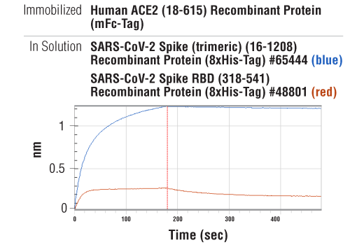  Image 4: Human ACE2 (18-615) Recombinant Protein (mFc-Tag)
