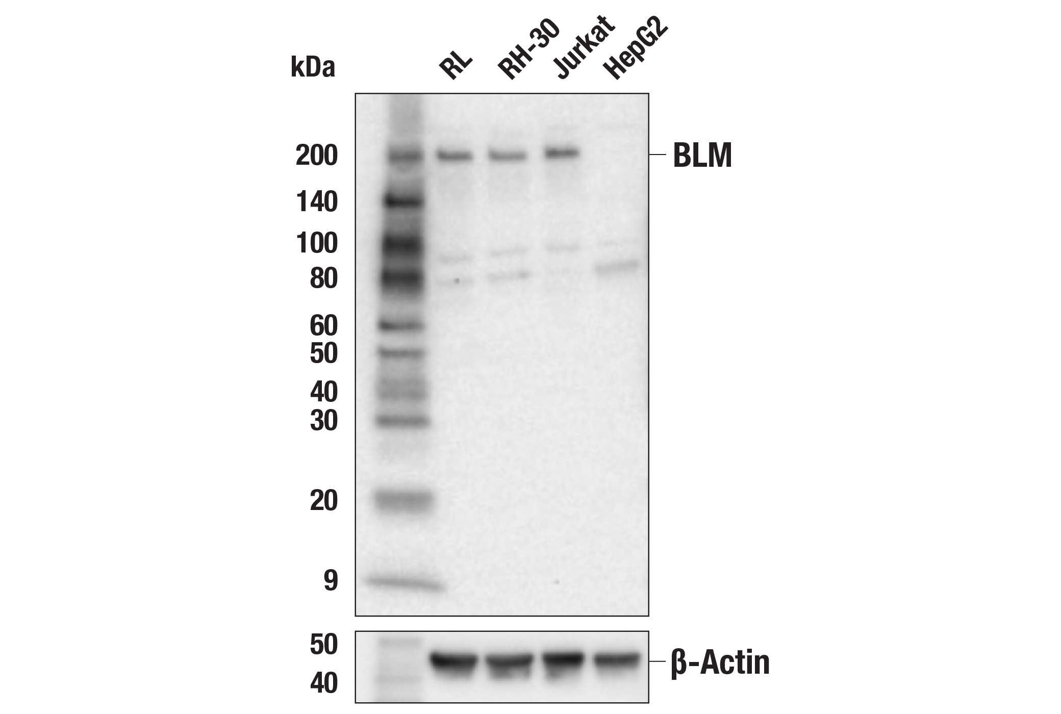 Western Blotting Image 1: BLM Antibody