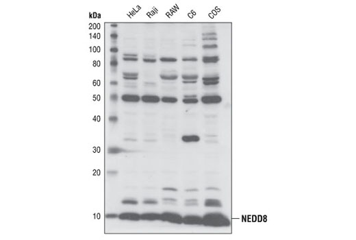 Western Blotting Image 2: NEDD8 Antibody