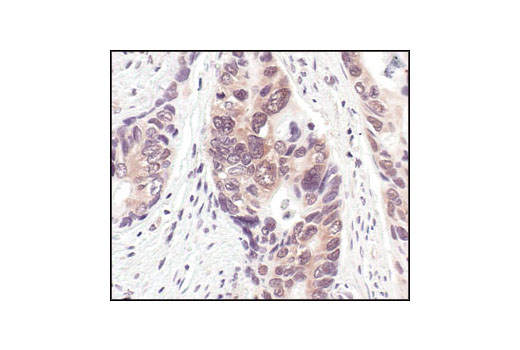 Immunohistochemistry Image 1: NEDD8 Antibody