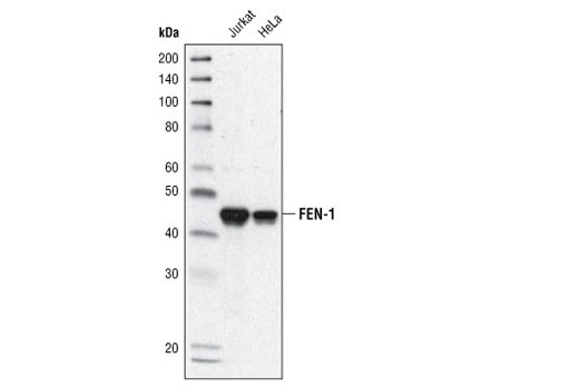 Western Blotting Image 1: FEN-1 Antibody